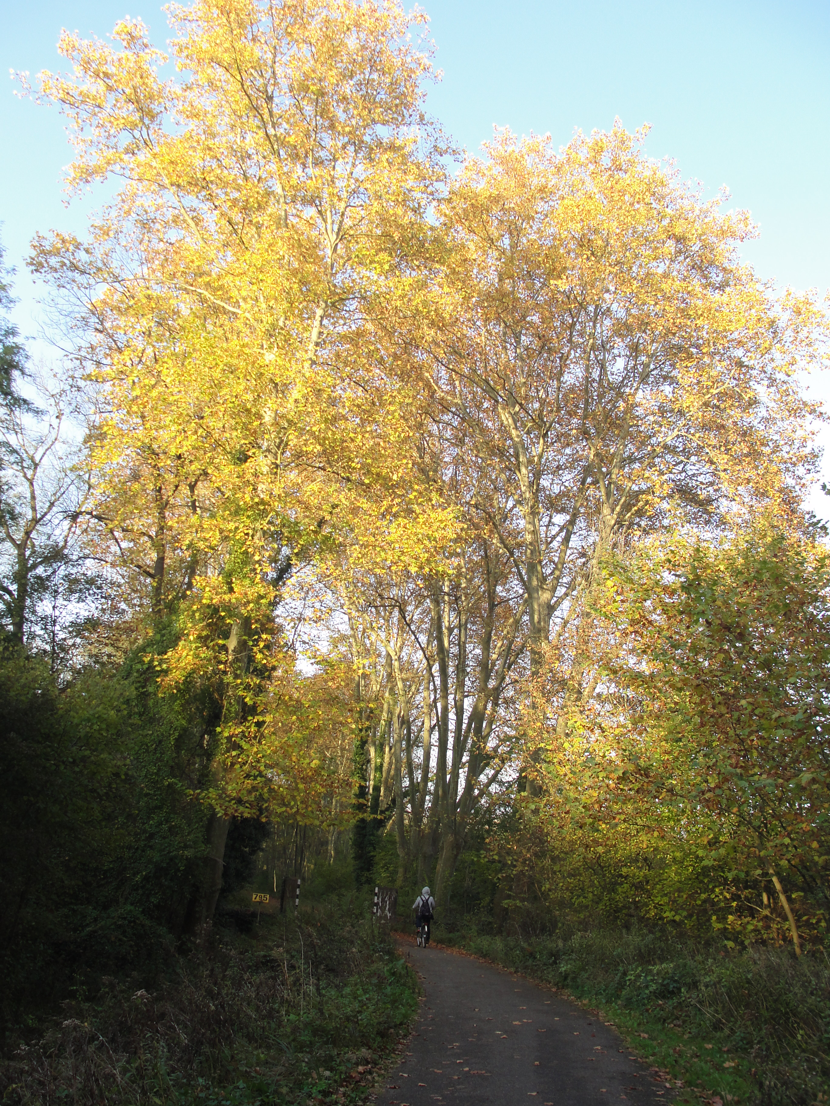 Un chemin à travers une forêt en Automne, avec les arbre qui se sont couvert d'un chaud manteau orangé.